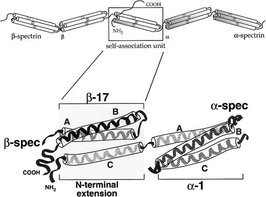 Fig. 1. Cartoon of the self-association site of spectrin. / The self-association site is formed by a contribution of one helix from the amino-terminus of α-spectrin, and 2 helices from the incomplete 17th repeat unit near the COOH-terminus of β-spectrin.