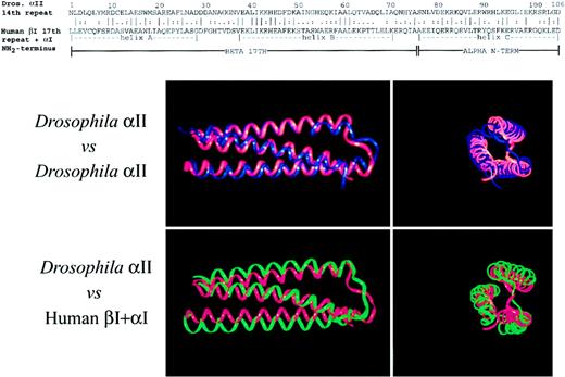 Fig. 2. The self-association domain of spectrin can be modeled as a triple helix. / (Top) Alignment of the primary sequence of Drosophilaα-spectrin 14th unit with the partial repeat units from the amino-terminus of human αΙ-spectrin (residues 19-51) and from the 17th repeat unit of βΙ-spectrin (residues 2008-2080), using the program Bestfit.35 The position of the 3 helices as determined from the crystal structure of the Drosophilaspectrin are shown. Continuity was not assumed where the 2 subunits join in the concatenated sequence. This concatenated sequence, with or without the mutations described in the text, was then treated as a pseudo-106 residue repeat unit for the dynamic modeling studies. Dros indicates Drosophila; term, terminus. (Bottom) Comparison of the calculated structure of Drosophila α-spectrin 14th repeat (blue) or the concatenated human αΙβΙ self-association domain (green) with the crystal structure of the Drosophila14th repeat (red). Two views are shown, longitudinal on the left, and an end-on view on the right. The 6-Å hydration shell involving 1100 water molecules is not shown. This hydration shell is required for the predicted structure to fold to a triple-helical unit. Note the close correspondence of the fitted structures with the crystal, even though in the case of the self-association domain, 70% of the residues differ from those in the Drosophila protein.