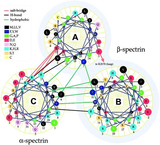 Fig. 3. Helical wheel depiction of the self-association unit. / The predicted structure of the normal spectrin self-association unit was examined for the presence of various types of noncovalent interactions, based on their chemical characteristics and proximity. These interactions are depicted and are summarized in Table 2. Note that nearly all of the interactions stabilizing the triple helical self-association unit arise between helix A or B with helix C. One interaction between helix A and B involves a salt bridge with R2079 (labeled), which falls in the loop sequence between helix B and C. Helices A and B are derived from β-spectrin (shaded), helix C from α-spectrin.