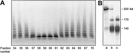 Fig. 2. Activity of vWF-cleaving protease in fractions eluted from Sephacryl S-300 HR. / (A) SDS-agarose gel electrophoresis of unreduced vWF substrate after incubation with chromatographic fractions eluted from Sephacryl S-300 HR. Disappearance of high-molecular-weight vWF multimers is indicative of vWF-cp activity. (B) SDS-PAGE of reduced vWF substrate after incubation with citrated normal plasma diluted 1:20 (lane b) or with a 4-fold concentrated pool of purified vWF-cp preparation (lane c). The vWF subunit is completely degraded to fragments of 170 and 140 kd. The protease-free control in lane a contains only the undegraded vWF subunit of 250 kd.