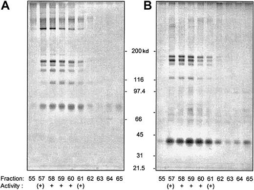 Fig. 3. SDS-PAGE of unreduced and disulfide-reduced fractions eluted from the Sephacryl S-300 HR column. / (A) Unreduced fractions; (B) reduced fractions. Migration rates of unreduced and reduced protein standards are indicated in the middle of both panels. Proteins were detected by silver staining.