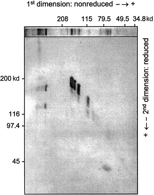 Fig. 4. Two-dimensional electrophoretic analysis of a pool of active fractions collected from the Sephacryl S-300 HR column. / The slowest migrating unreduced proteins (Mr 350 kd or greater) produced subunits of 170 and 120 kd after disulfide reduction, whereas the 70-kd band was reduced to 40 kd. Four protease bands in the Mr range of 110 to 150 kd are single-chain polypeptide chains.