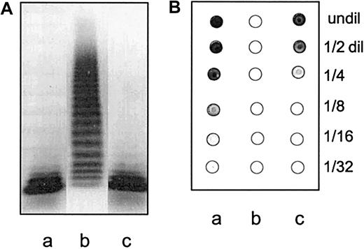 Fig. 5. Affinity chromatography on anticlusterin-Sepharose of the crude protease preparation eluted from the IgG-AffiGel column with NaSCN. / (A) vWF-cp activity in the protease preparation before application onto anticlusterin column (a), in the breakthrough fraction (b), and in the NaSCN-eluted fraction (c). The activity was bound in the anticlusterin column and released during elution with NaSCN. (B) Dot blot analysis of the same 3 samples, using dilutions (dil) 1:2 to 1:32, shows complete clusterin removal on anticlusterin-Sepharose and its dissociation in the chaotropic medium.