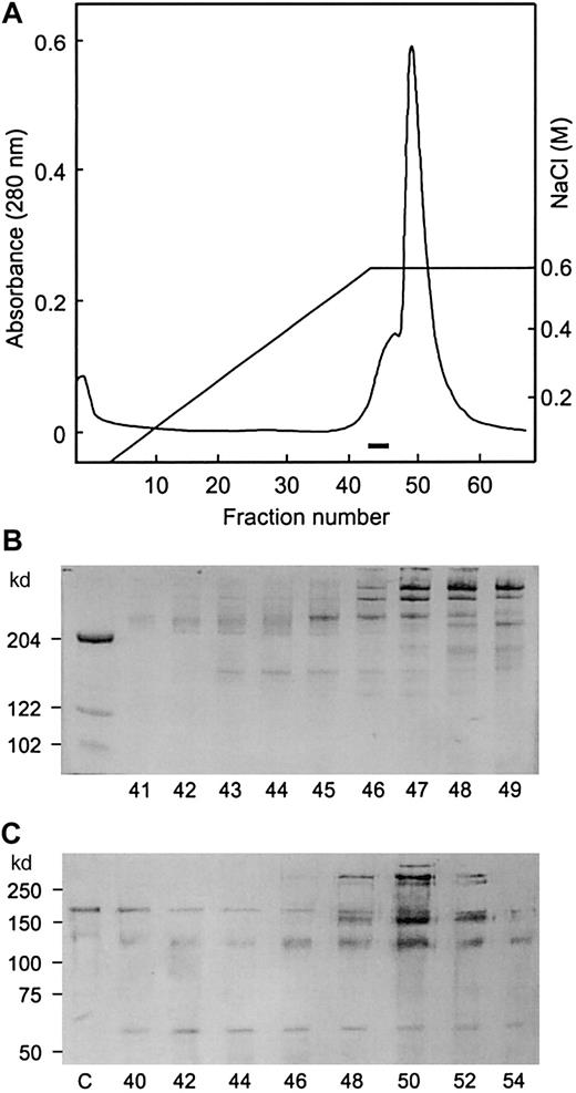 Fig. 1. DEAE column chromatography. / The sample (3.6 mg) from the second heparin column was applied to the DEAE column connected to Waters Protein Purification System. (A) Protein elution pattern. The fractions in which the 150-kd band was detected by SDS-PAGE analysis are indicated by a bar. (B) SDS-PAGE analysis. Samples (20 μL) were applied to 6% gel without reduction, and protein bands were stained by Blue stain reagent. Fraction numbers are shown at the bottom. (C) Immunoblotting analysis for the protease activity. After the reactions, samples were run on 7.5% gel with reduction and transferred to membrane. The bands were visualized by alkaline phosphatase substrate. Lane c is a control without the enzyme.
