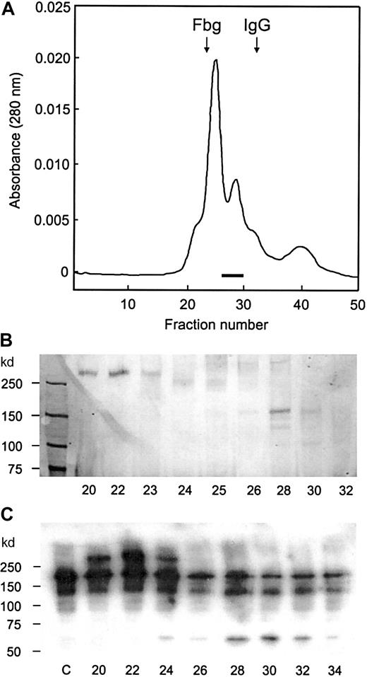 Fig. 2. Gel filtration on Superose-6 column. / A portion of DEAE column fraction was applied to the Superose–6 column. (A) Protein elution pattern. The fractions in which the 150-kd band was detected by SDS-PAGE analysis are indicated by the bar, and the elution positions of fibrinogen (330 kd) and IgG (150 kd) are indicated by arrows. (B) SDS-PAGE analysis. The samples (20 μL) were applied to 6% gel without reduction, and protein bands were visualized by silver staining. (C) Immunoblot analysis for the protease activity. After the reaction, samples were run on 6% gel with reduction and transferred to membrane. The bands were detected by the enhanced chemiluminescent reagent. The fraction numbers are shown in the bottom, and lane c is a control without the enzyme.