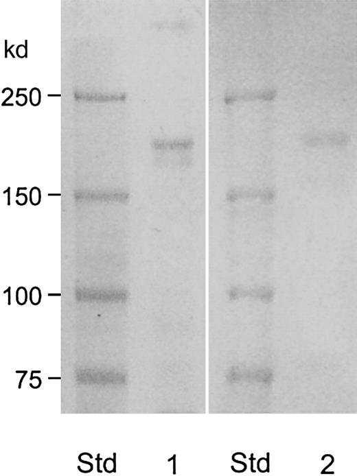 Fig. 3. Molecular weight estimation and detection of carbohydrate moiety of the purified vWF-cleaving protease. / The samples (30 μL) from fraction 28 of the Superose-6 column (described in Figure 2) were applied to 6% gel after reduction. Lane 1 was stained for protein by Coomassie Blue stain reagent and lane 2 was stained for carbohydrate by periodic acid–Schiff reagent.