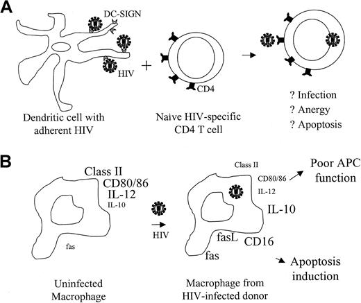Fig. 1. Dendritic cells and macrophages in HIV-infected patients may hinder antigen presentation. / (A) Binding of HIV-1 gp120 to DC-SIGN on DCs enhances infection of CD4 T cells and may interfere with their activation. (B) Macrophages from HIV-infected patients have reduced expression of molecules required for effective stimulation of T cells and have increased expression of molecules that can trigger apoptosis. Macrophages with defective APC function are not necessarily infected with HIV. The size of the labels in this figure reflects the relative expression level on macrophages from healthy donors and HIV-infected donors. Part B modified from Shearer71 copyright 1998 and reprinted with permission from Elsevier Science.
