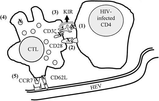 Fig. 4. Model of mechanisms that may contribute to lack of protection by antiviral CD8 T cells in HIV infection. / (1) HIV-1–infected cells are not recognized because of viral escape mutations or nef-mediated down-modulation of class I molecules, (2) signaling is impaired because of CD3ζ and CD28 down-modulation, (3) cytotoxicity is inhibited by expression of NK inhibitory receptors (KIR), (4) cytotoxicity is ineffective because of lack of PFP in cytotoxic granules, and (5) antigen-specific CTLs do not efficiently reach sites of infection because of down-modulation of homing receptors. Figure modified from Chen et al.107
