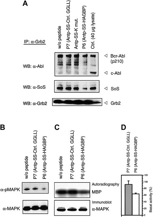 Fig. 3. HAGBP disrupts Grb2-SoS complexes and reduces MAPK activity. / K562 cells were incubated as detailed in Materials and methods but with only 10 μM of the peptide indicated. This leads to a significant reduction of proliferation in the case of peptide P6 (HAGBP; Figure 1) but still allows some growth, which is essential to yield enough protein for the precipitation experiments. (A) Immunoprecipitation (IP) and Western blot (WB) were carried out with the antibodies indicated as described in Materials and methods. A total of 40 μg of total K562 lysate from untreated cells was also loaded as a control. Note that complexes of Grb2 are detectable with p210Bcr-Abl, but not with the normal cellular p145c-Abl protein. (B) Total lysates of K562 cells treated as in (A) were separated by SDS-PAGE, blotted, and probed with anti-MAPK or activation-specific phospho-MAPK antibodies, as described in Materials and methods. (C) A total of 250 μg of K562 total cell protein from cells treated with 10 μM of peptide, where indicated, was precipitated with anti-MAPK antibody in the presence of protease and phosphatase inhibitors to maintain the kinase activity state from the time point of cell lysis. After precipitating anti-MAPK with protein A–sepharose and removing unbound proteins by several wash steps, samples were analyzed by in vitro kinase assay with MBP as substrate. A representative experiment is shown. (D) Statistical analysis of 4 independent in vitro kinase experiments with lysates of cells treated with 10 μM of the indicated peptides. Incorporated radioactivity was determined by phosphoimager and quantified using the TINA 2.09d software.