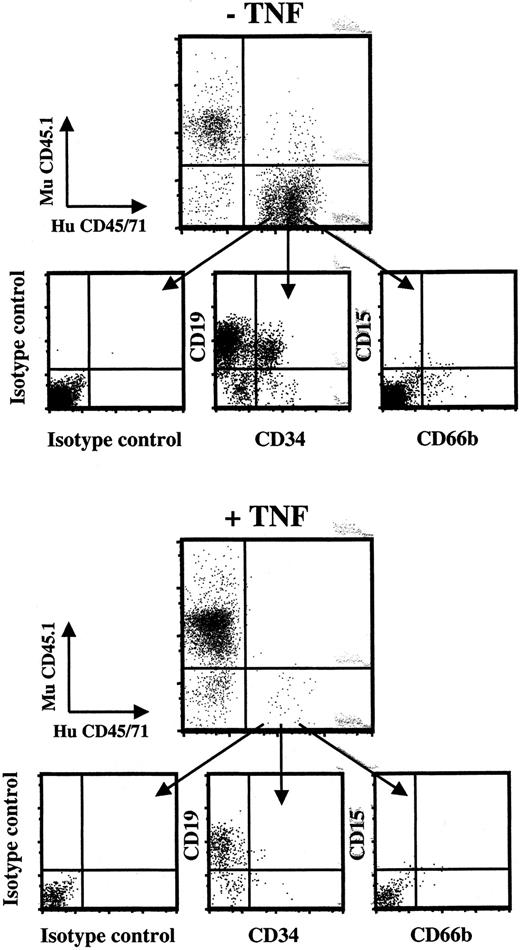 Fig. 5. Ex vivo expanded CD34+CD38−cells exposed to TNF have severely compromised in vivo multilineage reconstituting activity. / Multilineage human engraftment of a mouse transplanted with EEs of 5000 CD34+CD38− cells cultured for 7 days in KFT3 as well as a mouse transplanted with EEs of 5300 CD34+CD38− cells cultured under identical conditions except in the presence of TNF (20 ng/mL) is shown. Of all mice transplanted with TNF-cultured cells, this was the one that showed the highest level of human reconstitution, and the only one with both myeloid and lymphoid engraftment.