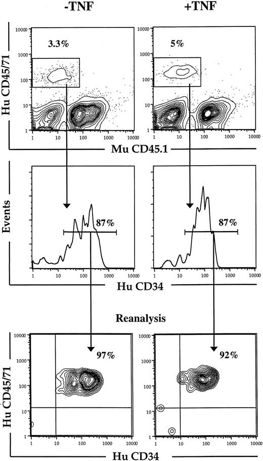 Fig. 8. Effect of in vivo TNF treatment on short-term engraftment of human CD34+ CB cells in NOD-SCID mice. / Freshly isolated CD34+ CB cells were transplanted into irradiated NOD-SCID mice that subsequently received 3 injections of PBS (−TNF) or 5 μg TNF (+TNF) 24, 64, and 96 hours after transplantation. At 24 hours after the last injection (day 5) mice were killed, and BM analyzed for human (HuCD45/71) and murine (MuCD45.1) engraftment (as described in “Materials and methods”). Cells positive for HuCD45/71 were analyzed for percentage HuCD34+cells, which were sorted on a FACSVantage for subsequent studies in LTC-IC assay (Table 4). Lower panels show purity analysis of sorted cells. Results represent data from 1 of 2 experiments with similar results.
