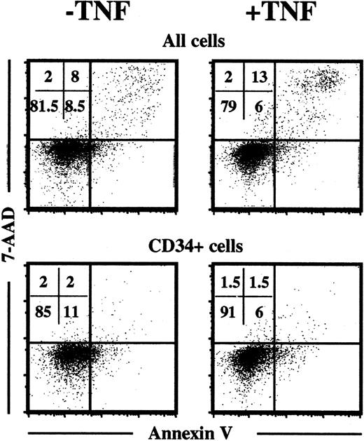 Fig. 11. TNF does not enhance apoptosis of ex vivo expanded progenitors. / CD34+CB cells cultured for 6 days in KFT3 in the absence or presence of TNF (20 ng/mL) were stained with anti-CD34–APC, annexin V–PE, and 7-AAD, as described in “Materials and methods.” Annexin V and 7-AAD staining was investigated on the total cell population and on CD34+-gated cells. KFT3-treated cells expanded 55-fold, whereas KFT3 + TNF-cultured cells expanded 35-fold. One representative experiment of 2 is presented.