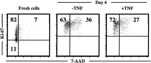 Fig. 12. TNF does not affect cell-cycle distribution of ex vivo–expanded CD34+ CB cells. / Cell-cycle status of freshly isolated and cultured (in KFT3 in the absence or presence of TNF for 6 days) CD34+ CB cells stained with anti–Ki-67 and 7-AAD (as described in “Materials and methods”). KFT3 cells expanded 58-fold in the absence of TNF and 44-fold in the presence of TNF. One representative experiment of 2 is shown.
