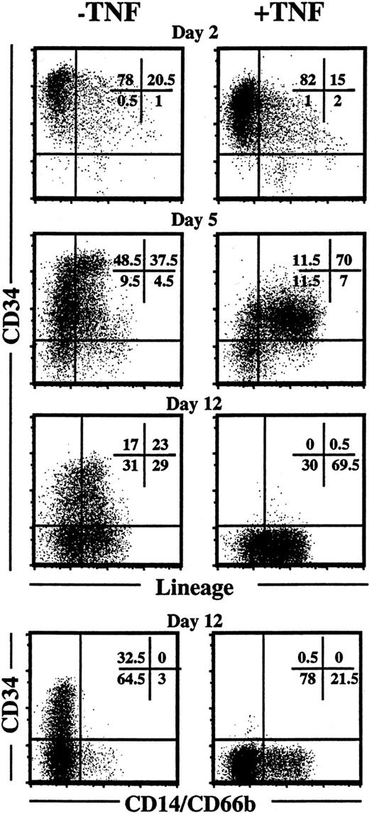 Fig. 13. TNF down-regulates expression of CD34 and promotes differentiation of ex vivo expanded CD34+ CB cells. / The upper 3 sets of panels show CD34 and lineage (CD3, CD14, CD15, CD19, CD20, CD56, CD66b, glycophorin A) expression on CD34+CB cells (purity 99%) cultured in KFT3 in the absence or presence of TNF (20 ng/mL) for 2, 5, and 12 days. The lower panels show staining with anti-CD34 and 2 myeloid-specific markers (CD14 and 66b) following 12 days of incubation. For each time point one representative experiment of a minimum of 2 experiments is shown.