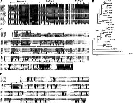 Fig. 1. Evolutionary relations between the zebrafishKrüppel-like factor (KLF) genes and those from other species. / (A) Amino acid alignment of the C-terminal zinc finger domains of zebrafish KLF proteins with selected vertebrate KLF proteins andDrosophila KRUPPEL. Amino acid identity is marked with black and similarity with gray highlighting. Asterisks mark the invariant zinc-chelating residues, and the arrows indicate those residues that contact the DNA. (B) Phylogenetic tree of the evolutionary relation of zebrafish KLF genes to their close vertebrate relatives andDrosophila Krüppel, based on the sequences of the zinc finger domains of the respective proteins. Numbers give the bootstrap support for given nodes in the phylogram. (C) Amino acid alignment, excluding the zinc finger domain, of the N-termini of zebrafish Klf2a, Klf2b, and Klf4 proteins with their closest vertebrate relatives Klf2 (Lklf) and Klf4 (Gklf). Regions of high similarity are numbered and indicated with brackets; see text for details. (D) Amino acid alignment, excluding the zinc finger domain, of the N-termini of zebrafish Klf12 protein with its close vertebrate relatives Klf3 (Bklf) and Klf12 (AP-2rep). Regions of high similarity are numbered and indicated with brackets; see text for details.
