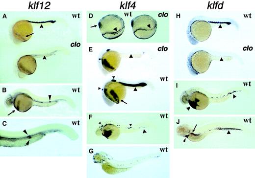 Fig. 2. Expression of the klf12, klf4, and klfd genes in the zebrafish embryo. / Whole-mount in situ hybridization of zebrafish embryos with riboprobes for the zebrafish klf12 gene (A-C), klf4 (D-G), and klfd (H-J). Embryos are shown in lateral view, oriented with anterior to the left and dorsal up, except in panel D, where embryos are viewed obliquely from the posterior, with anterior to the top and dorsal to the right. (A-C) Expression of klf12. (A) Comparison of wild-type (wt, upper) and cloche mutant animals (clo, lower) at 24 hours past fertilization (hpf), showing the absence of klf12 expression in the intermediate cell mass (ICM, arrowheads) of clo embryos and klf12expression in hatching gland cells across the yolk (arrow). (B) Expression at 36 hpf showing hatching gland (arrow) and pronephric duct cell clusters (arrowhead). (C) Higher magnification and oblique view of animal in panel B, showing bilateral nature of pronephric duct cell clusters (arrowheads). (D-G) Expression of klf4. (D) Comparison of wt (left) and clo mutant (right) at 12 hpf in an oblique view, showing the absence of a row ofklf4-expressing blood cells in the posterior lateral plate mesoderm (arrowheads) and the position of the polster (arrow). (E) Comparison of wt (lower) and clo mutant animals (upper) at 24 hpf, showing the absence of klf4 expression in the ICM (arrowheads) of clo embryos and klf4 expression in hatching gland cells (arrow). Small arrowheads mark the primordia of the anterior and posterior lateral line ganglia. (F) At 48 hpf, circulating erythrocytes expressing klf4 are visible across the anterior of the yolk and in the vessels of the tail (arrowhead). The anterior and posterior extents of the migrating lateral line primordia are marked with small arrowheads. (G) Larva at 4 days past fertilization (dpf) showing klf4 expression in complete lateral line system. (H-J) Expression of klfd. (H) Comparison of wt (upper) and clo mutant animals (lower) at 24 hpf, showing the absence of klfd expression in the ICM (arrowheads) of clo embryos. (I) Embryo at 48 hpf showingklfd expression within circulating erythrocytes on anterior yolk and in trunk and tail vessels (arrowheads). (J) Larva at 8 dpf showing klfd expression in circulating definitive erythrocytes in tail vessels (arrowhead), heart lumen (small arrowhead), and pronephros (arrow). Original magnification 50 ×; stained with nitroblue tetrazolium chloride (NBT) and S-bromo-4-chloro-3-indolylphosphate p-toluidine salt (BCIP) precipitate.