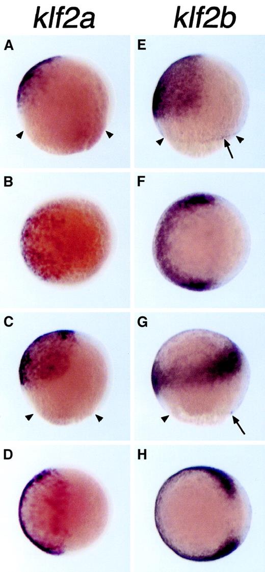 Fig. 3. Expression of klf2aand klf2b in the zebrafish gastrula. / Whole-mount in situ hybridization of zebrafish embryos with riboprobes for the zebrafish klf2a (A-D) and klf2b genes (E-H). The embryos are shown in lateral view (A,E,C,G) with animal pole to the top and dorsal to the right, and in animal pole view (B,F,D,H) with dorsal to the right. Embryos in panels A, B, E, and F are at 70% epiboly and those in C, D, G, and H are at 90% epiboly. The gastrula margin is indicated with small arrowheads (A,E,C,G), and theklf2b-expressing cells on this margin are indicated with an arrow (E,G). Original magnification 50 ×; stained with NBT/BCIP precipitate.
