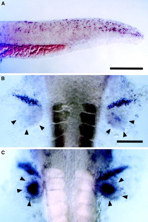 Fig. 5. Expression of klf2bin the pharyngula and hatching stages of the zebrafish embryo. / Whole-mount in situ hybridization of zebrafish embryos with riboprobe for the zebrafish klf2b gene. Embryo in panel A is viewed laterally with anterior to the left and dorsal up; embryos in panels B-C are viewed from the dorsal aspect with anterior up. Scale bars are 100 μm (A) and 50 μm (B-C). (A) Embryo at 24 hours past fertilization (hpf) showing klf2b expression in squamous cells of the epidermis. (B) Embryo at 36 hpf at the axial level of the anterior trunk (somites are visible as dark blocks) showing bilateralklf2b-expressing cords of cells extending laterally from anterior margin of the pectoral fin bud (arrowheads). (C) Embryo at 48 hpf viewed as in panel B, showing expression of klf2b in center of pectoral fin bud. Original magnification in panel A 100 ×, panels B and C 200 ×; stained with NBT/BCIP precipitate.