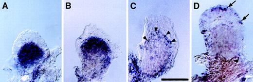 Fig. 6. Expression of klf2b in the developing pectoral fins of the zebrafish. / Whole-mount in situ hybridization of dissected zebrafish pectoral fins with riboprobe for the zebrafish klf2b gene. Fins are shown with distal up and anterior margin to the left; scale bar is 50 μm. (A) klf2b is expressed in the central mesenchymal region of the fin bud at 2 days past fertilization (dpf). (B) Expression is restricted to distal positions of the fin bud at 3 dpf. (C) At 4 dpf, a narrow row of klf2b-expressing cells lines the distal end of the muscular compartment of the fin (arrowheads). (D) By 5 dpf, only scattered cells in the overlying epidermis expressklf2b (arrows). Original magnification 200 ×; stained with NBT/BCIP precipitate.