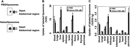Fig. 3. Effect of heme on vascular permeability. / Permeability was analyzed by gamma camera imaging and biodistribution of 99mTc-labeled liposomes in C57Bl/6 mice. (A) Scintigraphic image of mice 4 hours after injection with99mTc-labeled liposomes in the presence of either PBS or heme. A clear shift of radiolabeled liposomes from the heart in control mice to the abdominal region in heme-treated mice can be observed. (B) Effect of heme on the biodistribution of 99mTc-labeled liposomes in mice 24 hours after injection. Animals treated with PBS and heme are represented by white bars and black bars, respectively. Results are expressed as percentage of injected dose per organ (% ID). All values are indicated as mean ± SD of 5 mice. There is a significant increase in the accumulation of liposomes in the pancreas, liver (P < .00005), spleen, kidneys, intestines, brain (P < .01), and femur (P < .05) of the heme-treated animals compared to the PBS-treated animals. (C) Biodistribution of 99mTc-labeled liposomes in mice 24 hours after injection, corrected for weight. Animals treated with PBS and heme are represented by white bars and black bars, respectively. Results are expressed as a percentage of injected dose per 0.1 g tissue (% ID/0.1 g). All values are indicated as mean ± SD of 5 mice. There is a significant increase in the accumulation of liposomes in the pancreas (P < .0005), spleen (P < .01), liver, and intestines (P < .05) of the heme-treated animals compared to the PBS-treated animals.