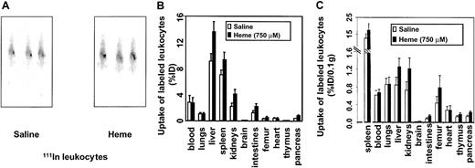 Fig. 4. Effects of heme on leukocyte influx. / Leukocyte accumulation was measured by gamma camera imaging and biodistribution of 111In-labeled leukocytes in C57Bl/6 mice. (A) Scintigraphic images of mice 21 hours after injection with either saline or heme, followed by administration of111In-labeled leukocytes. Note that there is an increased uptake of radiolabeled leukocytes in the spleen of this heme-treated animal. (B) Effects of heme on the biodistribution of111In-labeled leukocytes in C57Bl/6 mice 24 hours after injection. Animals treated with saline and heme are represented by white bars and black bars, respectively. Results are expressed as percentage injected dose per organ (% ID). All values are indicated as mean ± SD of 5 mice. There is a significant increase in the accumulation of radiolabeled leukocytes in the pancreas, kidneys (P < .0001), intestines, liver, brain, spleen (P < .01), and femur (P < .05) of the heme-treated animals compared to the saline-treated animals. (C) Biodistribution of 111In-labeled leukocytes in mice 24 hours after injection corrected for weight. Animals treated with saline and heme are represented by white bars and black bars, respectively. Results are expressed as percentage of injected dose per 0.1 g tissue (% ID/0.1 g). All values are indicated as mean ± SD of 5 mice. Accumulation of radiolabeled leukocytes in the pancreas, intestines, kidneys, brain, liver (P < .01), thymus, femur, and spleen (P < .05) of the heme-treated animals were significantly increased compared to levels in the saline-treated animals.