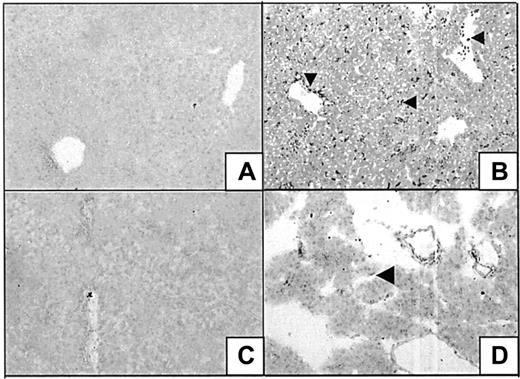 Fig. 8. Heme oxygenase expression in liver and pancreas. / Liver (A-B) and pancreas (C-D) of BALB/c mice after 24-hour exposure to either saline (A, C) or heme (B,D) were assayed for the expression of HO-1 immunoreactive proteins (SPA895 antibody). HO-1 is hardly detectable in control animals but is highly induced after heme exposure in residing Kupffer cells (arrowhead) and (infiltrating) leukocytes (arrowhead) or lining cells (arrowhead).
