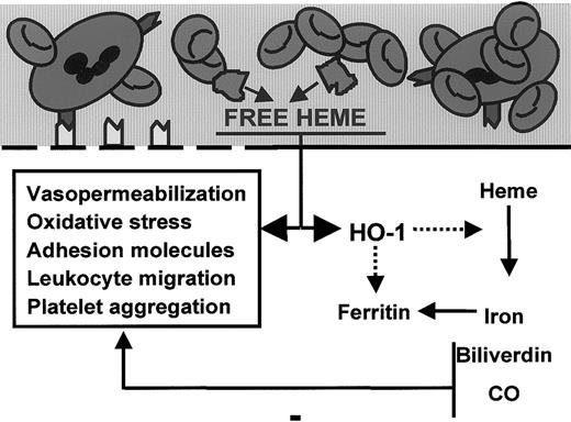 Fig. 9. Model for the role of heme and heme oxygenase in inflammation. / Free heme interacts with the endothelial cell membrane (thick black line), resulting in oxidative stress, vasopermeability, adhesion molecule induction, leukocyte binding–migration, and HO-1 expression. In contrast, HO-1, the heme-degrading enzyme, acts as a feedback modulator by antagonizing the oxidative and inflammatory actions of heme through the formation of vasodilator carbon monoxide and antioxidants biliverdin/bilirubin.