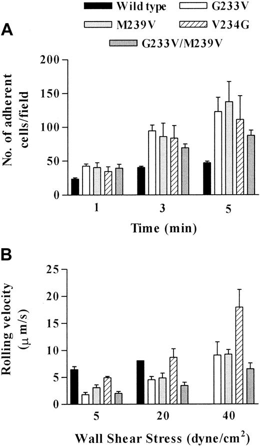 Fig. 5. Effect of platelet-type vWD mutations on adhesion to vWf under flow conditions. / Flow-based adhesion assays were performed as described in “Materials and methods.” (A) Cells were perfused at 1 dyne/cm2, and cell tethering was quantitated at 1, 3, and 5 minutes after cells first entered the capillary tube. Ten fields were analyzed at each time point for each cell line. Data are the mean ± SEM from 3 or 4 experiments. (B) Rolling velocities were compared for all cell lines at a shear stress of 5, 20, and 40 dynes/cm2. For each cell line, 5 randomly selected cells per field over 5 fields were analyzed for rolling velocity. Data are the mean ± SEM from 3 or 4 experiments. (Note: the rolling velocity of wild-type cells at 40 dynes/cm2 was only analyzed in one experiment given that in most experiments insufficient cells remained adherent for quantitation purposes).
