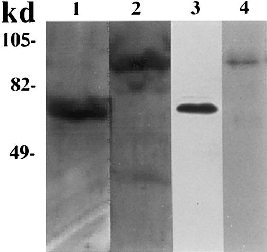 Fig. 1. SDS-PAGE followed by silver staining and immunoblots of purified HSP70 and GP96. / HSP70 and GP96 were purified from A20 as described in “Materials and methods.” Lane 1, silver staining of purified HSP70. Lane 2, silver staining of purified GP96. Preparations in lanes 1 or 2 were blotted on nitrocellulose membrane and probed with anti-HSP70 (lane 3) and anti-GP96 (lane 4).