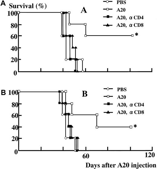 Fig. 4. Effect of in vivo depletion of CD4+ or CD8+ lymphocytes on survival in A20-inoculated mice. / (A) HSP70. (B) GP96. CD4+ or CD8+ lymphocytes were depleted by intravenous injection of anti-CD4 or anti-CD8 2 days before HSP immunization, as described in “Materials and methods.” (A) Immunized with PBS (○), 40 μg HSP70 derived from A20 cells (■), 40 μg HSP70 derived from A20 cells in CD4+T-cell–depleted mice (■), and 40μg HSP70 derived from A20 cells in CD8+ T-cell–depleted mice (▴). (B) Immunized with PBS (○), 5 μg GP96 derived from A20 cells (■), 5 μg GP96 derived from A20 cells in CD4+ T-cell–depleted mice (▪), and 5 μg GP96 derived from A20 cells in CD8+ T-cell–depleted mice (▴). Depletion of CD4+ or CD8+lymphocytes in vivo completely abrogated the survival efficacy of both HSP70 (A) and GP96 (B) immunization. *P < .01 versus PBS, CD4+ T-cell–depleted or CD8+ T-cell–depleted mice, Wilcoxon test. There were 5 mice in each group. Data are representative of 3 separate experiments.