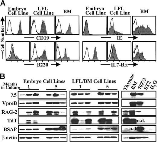 Fig. 2. Surface phenotype and pre-B specific gene expression pattern of in vitro embryo-derived B-cell lines. / (A) Expression of cell surface Ags in representative embryo and LFL cell line (1 of 10-20 cells lines tested in each group; 2 months of culture), and in BALB/c BM lymphoid cell populations was detected with specific biotinylated mAbs. The mAbs were revealed with PE-conjugated streptavidin. Shaded and empty histograms correspond to positive signals and to background fluorescence of irrelevant mAbs, respectively. Log10 of fluorescence intensity is represented. (B) Transcript levels of λ5, VpreB, RAG-2, TdT, BSAP and β-actin, detected by semiquantitative RT-PCR in 3 representative cell lines of each group (embryo and LFL/BM) after 1 and 5 months of continuous cell culture. Controls for gene transcription are shown in the right columns; nd indicates not done.