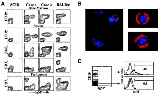 Fig. 7. Phenotypes of B-lineage cells present in SCID mice repopulated with embryo cell lines. / (A) Stainings of BM, spleen, and peritoneum cell populations are shown for SCID mice injected with 2 representative embryo cell lines. The organs of SCID mice inoculated with PBS and of BALB/c mice are shown as negative and positive controls, respectively. The contour plots show the CD19, B220/6B2, and CD5 Ag expressions (vertical axis) and the IgMa+ surface levels (horizontal axis). (B) Intracytoplasmic μH stainings were performed after immunomagnetic depletion of sIgMa+ splenic cells from reconstituted SCID mice, as described in “Materials and methods.” Photomicrographs of IgMa-depleted populations are stained with rhodamine-labeled goat antimouse IgM (red). Nuclei are counterstained with DAPI (blue). The magnification scales are × 63 and × 100 for left and right photomicrographs, respectively. The samples were analyzed in a Leitz DMRD system. (C) Flow cytometry analyses for intracytoplasmic H chains in the CD19+IgMa−-splenic cells of reconstituted SCID mice. The dot plot at the left shows the reanalysis performed after depletion of IgMa+ cells by immunomagnetic cell sorting. The boxes define the CD19+IgMa− and CD19−IgMa− populations present in the sample. The right overlaid histograms represent the findings obtained by labeling with a control FITC-sheep antiserum (dotted lines) and a FITC-sheep F(ab)′2 antimouse Ig(H+L) (continuous lines), in the CD19+IgMa− (upper histogram) and the CD19−IgMa− (lower histogram) cell populations. The numbers represent the percentage of cH+cells.