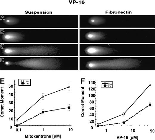 Fig. 4. The comet tail shape, intensity, and length differed according to whether the cells were treated in suspension or adhered to FN. / The comet moment is a function of the distance and intensity of DNA from the center of the comet head. (A) Results with 0.1% DMSO. (B) Results with 0.5 μM etoposide. (C) Results with 5.0 μM etoposide. (D) Results with 50 μM etoposide. (D-E) Cells adhered to FN for 2 hours showed a significant (P < .01) reduction in mitoxantrone- and etoposide-induced DNA double-strand breaks. The neutral comet assay was used to compare drug-induced DNA double-strand breaks in cells adhered to FN and those cultured in suspension. Cells were exposed to various concentrations of either mitoxantrone (E) or etoposide (F) for 1 hour. The comet moment was then calculated. Fifty images were captured for each dose, and 3 independent experiments were done. The graph represents the mean values and 95% CIs from 3 independent experiments.