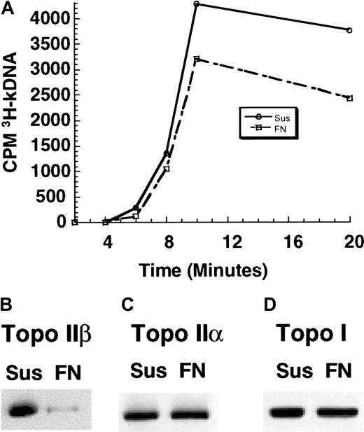 Fig. 5. Adhesion of U937 cells to FN decreased topo II activity and nuclear topo IIβ protein levels. / (A) Nuclear extracts were obtained, and 1 μg nuclear extract from cells in suspension and FN-adhered cells were incubated with 0.4 μg tritium-kDNA for the times indicated. The amount of cleaved kDNA was reduced by approximately 20% to 30% in FN-adhered cells compared with cells grown in suspension (results were identical for 2 independent experiments, and the figure represents results from one experiment). (B) Western blot analysis of 1.0-M NaCl nuclear extracts showed a 66% reduction (mean value from 3 independent experiments) in nuclear topo IIβ protein levels when cells were adhered to FN. (C) Topo IIα protein levels were unchanged when cells were adhered to FN. (D) Topo I levels were unchanged when cells were adhered to FN.