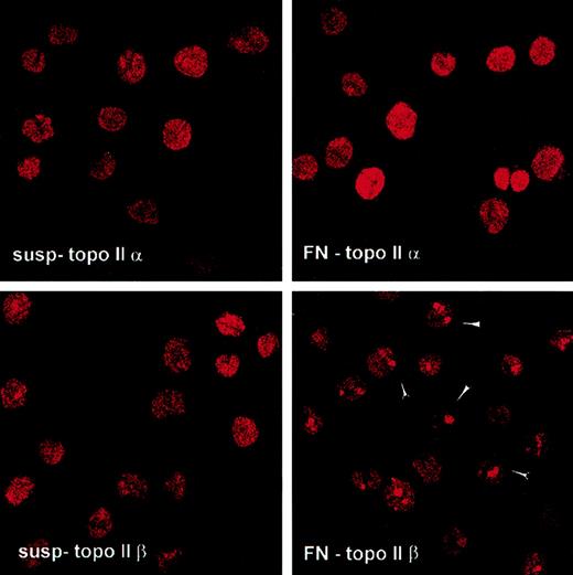 Fig. 6. Cellular adhesion to FN altered the nuclear distribution of topo IIβ. / After 2 hours of cellular adhesion to FN, cells were fixed and stained for either topo IIα or topo IIβ. One hundred cells were analyzed for pixel density of the cytoplasm and nucleus. The nuclear-to-cytoplasmic ratio for topo IIα for cells grown in suspension was 7.56 ± 0.51, whereas that for FN-adhered cells was 5.39 ± 0.37. For topo IIβ, the nuclear-to-cytoplasmic ratio was 6.01 ± 1.58 for cells grown in suspension and 4.87 ± 0.33 for cells adhered to FN.
