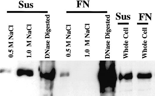Fig. 7. Adhesion of cells to FN increased the amount of topo IIβ bound to the nucleus after a 1.0-M NaCl extract. / Nuclei isolated from FN-adhered cells or cells in suspension were sequentially extracted in 0.5 M and 1 M NaCl. After the 1.0-M salt extract, the remaining pellet was sonicated and digested with DNase. Ten micrograms of the 0.5-M and 1.0-M NaCl extracts and 100 μg of the DNase-digested extracts were separated by SDS-PAGE and immunoblotted for topo IIβ.