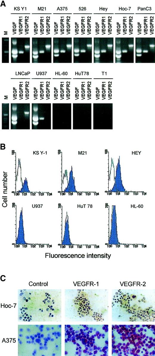 Fig. 1. Expression of VEGFR-2/KDR and VEGFR-1/flt-1 in various tumor cell lines. / (A) RT-PCR of VEGF, VEGFR-1, and VEGFR-2 in a panel of human tumor cell lines. The cDNA was prepared and amplified using gene-specific primers as described in “Materials and methods.” Amplified products of the predicted sizes (VEGF, 535 and 403 base pairs; VEGFR-1, 498 base pairs; VEGFR-2, 709 base pairs) are observed in all of the cells in the upper row. In the lower row are cells that failed to show expression of one or all of the components tested. (B) KS Y-1, M21, Hey, U937, HL-60, and HuT 78 cells were incubated with FITC-labeled VEGFR-2 antibody as described in “Materials and methods” and analyzed by flow cytometry. Cells on the upper row expressed VEGFR-1; those on the lower row did not express the receptor. (C) Immunocytochemical staining of Hoc-7 ovarian carcinoma cells and A375 melanoma cells for VEGFR-1 and VEGFR-2. For Hoc-7, brown color is signal; for A375, crimson color is signal. Specificity of immunostaining was demonstrated in both cases by lack of signal with isotype-specific controls (control).
