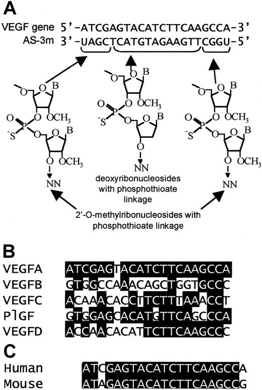 Fig. 4. VEGF antisense MBOs. / (A) Schematic representation of the mixed backbone formulation oligonucleotides. Shown are the human VEGF gene sequence and complementary AS-3 sequences. The chemical structures of the modified bases are shown below. (B) Comparison of the corresponding areas of the VEGF family members: The highlighted bases indicate identity between VEGF-B, VEGF-C, VEGF-D, or PlGF and VEGF-A. Homology between the genes is not high in this region. (C) Comparison of the sequences in the human and mouse VEGF genes that are complementary to AS-3. The mouse sequence shown here is nucleotides 288 to 308 of the sequence reported by Claffey et al.60 Identity is indicated by highlighted blocks.