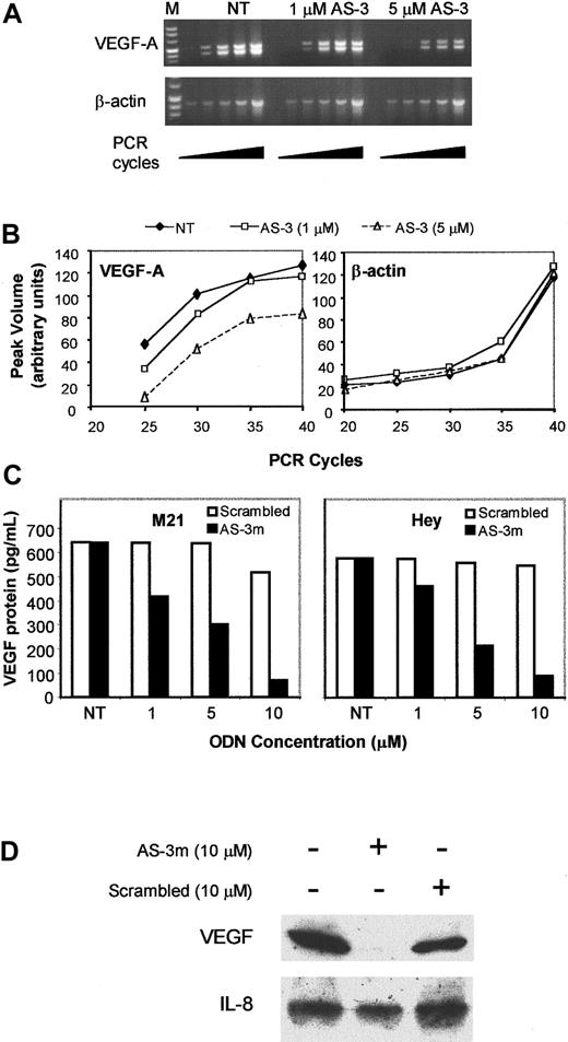 Fig. 5. Mixed backbone antisense AS-3m inhibits VEGF mRNA and protein production. / (A) Total RNA was isolated from KS Y-1 cells treated with various concentrations of AS-3m as indicated (NT indicates not treated). Total RNA was reverse-transcribed to generate cDNA. Aliquots of the reaction mixture were removed at 5-cycle intervals to provide semiquantitative analysis for amplification of VEGF relative to β-actin as described in “Materials and methods.” Integrity of RNA in the samples was verified by β-actin amplification. (B) Band intensities shown in panel A were quantitated using the Quantity One program (Bio-Rad). Shown are estimated PCR products as a function of cycle; the units are arbitrary for each RT-PCR. Bands were undetectable below 25 cycles for VEGF. (C) Effect of AS-3m on VEGF protein production in 2 tumorigenic cell lines: Human melanoma cell line M21 (left panel) and human ovarian carcinoma cell line Hey (right panel) were treated with VEGF antisense AS-3m and the scrambled MBO at concentrations ranging from 1 to 10 μM. Supernatants were collected at 24 hours, and VEGF protein was quantitated by ELISA. The results represent the means of duplicate determinations. (D) Western blot of M21 cell lysates. Cells were treated for 8 hours with the ODNs indicated and harvested 36 hours later. Crude protein extracts were prepared from the cells, and 20 μg each was fractionated by 4% to 20% Tris-glycine polyacrylamide gel electrophoresis. Proteins were electrotransferred to nylon membranes and immunoblotted with antibodies to VEGF or IL-8 (1 μg/mL) as described in “Materials and methods.”