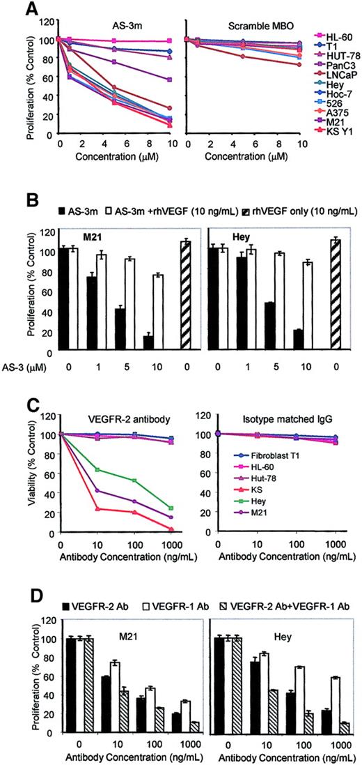 Fig. 6. Mixed backbone antisense AS-3m or VEGFR antibody inhibits tumor cell proliferation in vitro. / Cells were seeded at 1 × 104 cells per well in 24 plates and treated with AS-3m (1, 5, 10 μM) on days 1 and 3 (A). Cell viability was performed on day 5 by MTT assay. Results represent the mean ± SD of quadruplicate samples. Specificity of the AS-3m ODN is shown by the lack of significant cytotoxicity in any cell line of the scrambled ODN (right panel). (B) The rhVEGF abrogates the effect of VEGF antisense. Cell lines M21 and Hey were seeded as above and were treated with 1, 5, and 10 μM AS-3m alone or with rhVEGF (10 ng/mL) on day 1 and day 2. Cell viability was measured after 72 hours. AS-3m inhibition of cell proliferation in both cell lines (black columns) could be reversed by the presence of VEGF (white columns), which did not have any appreciable effect on the growth of cells (hatched columns). The data represent the mean ± SD of 2 experiments performed in quadruplicate. (C) Cell viability studies were repeated with VEGFR-2 neutralizing antibody or unrelated (perforin polyclonal) antibody. VEGFR-2 inhibited the viability of the cell lines shown to express VEGFRs. No significant effect was seen on cell lines not expressing VEGFRs or with unrelated antibody. (D) VEGFR-1 antibody reduces proliferation in cell lines that express VEGFR-1 and VEGFR-2. Cultures of M21 or Hey were treated as in panel C with VEGFR-1 antibody, VEGFR-2 antibody, or both. VEGFR-1 reduced cell proliferation but to a lesser extent than VEGFR-2. Both antibodies result in a more pronounced decrease than with VEGFR-2 alone.