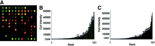 Fig. 2. Hybridization intensity ranking. / (A) Image of a laser-scanned microarray hybridized with 50 μg Cy3-labeled NBM total RNA and 50 μg Cy5-labeled K562 erythroleukemia cell (K562) total RNA. (B) Cy3-labeled NBM signal intensity ranking. (C) Cy5-labeled K562 erythroleukemia cell signal intensity ranking. The horizontal bars at (B) 1544 and (C) 1491 fluorescent units denote the level above which signal intensity could be reliably detected above that of the negative controls.