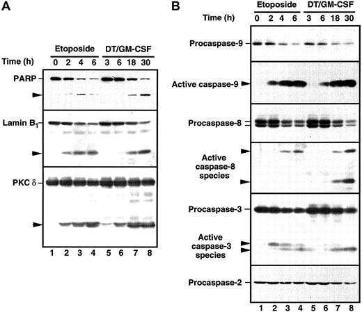 Fig. 6. Cleavage of caspase substrates and zymogens in HL-60 cells treated with etoposide or DT388–GM-CSF. / (A) Whole cell lysates were prepared from HL-60 cells treated with 68 μM etoposide or 40 nM DT388–GM-CSF for the indicated times. After SDS-PAGE, samples were probed with reagents that recognize PARP, lamin B1, or PKCδ. Arrowheads indicate cleavage products as a result of caspase action. (B) Duplicate blots were probed with reagents that recognize procaspase-9, the epitope PEPD that becomes accessible on cleavage between the large and small subunits of caspase-9, the procaspase-8 splice variants expressed in HL-60 cells, the epitope VETD that becomes accessible on cleavage between the large and small subunits of caspase-8, the large subunit of caspase-3, or procaspase-2. Arrowheads indicate products that represent active caspase species in HL-60 cells.