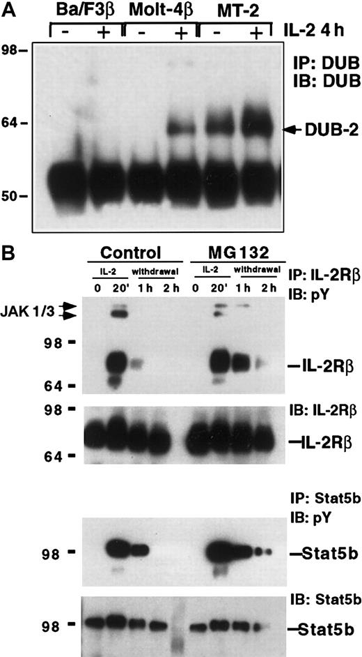 Fig. 1. DUB expression and ubiquitination may regulate IL-2 signaling. / (A) Constitutive expression of DUB-2 in HTLV-1–transformed T cells. Ba/F3β, Molt-4β, and MT-2 cells were stimulated with IL-2 for 4 hours and lysates were immunoprecipitated with antisera to DUB,12 followed by Western blotting with the same antibody. (B) The proteasome inhibitor MG132 stabilizes IL-2–induced tyrosine phosphorylation of IL-2Rβ and STAT5b. KIT-225 cells were pretreated with 5 μM MG132 or control DMSO and stimulated with IL-2 for 20 minutes. The cells were then incubated in cytokine-free media containing MG132 or DMSO for the indicated times. Cells lysates were immunoprecipitated with anti–IL-2Rβ or anti-STAT5b, and immunoblotted with antiphosphotyrosine (pY), IL-2Rβ, or STAT5b antisera as indicated.