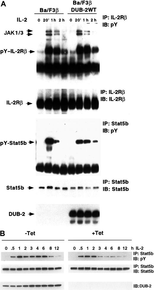 Fig. 2. STAT5 phosphorylation is prolonged in cells expressing DUB-2. / (A) Ba/F3β (Ba/F3 cells expressing the IL-2Rβ) cells were stimulated with IL-2 for 20 minutes, then removed from cytokine and incubated in cytokine-free medium as indicated. Lysates were immunoprecipitated with anti–IL-2Rβ, anti-STAT5b, or anti-FLAG M2, and immunoblotted with antiphosphotyrosine (pY), anti–[IL-2Rβ, anti-STAT5b, or anti-FLAG as indicated. (B) Ba/F3β/tTA DUB-2 were grown with or without tetracycline (+/− Tet) for 48 hours and stimulated with IL-2 for the indicated times. Lysates were immunoprecipitated with anti-STAT5b and immunoblotted with antiphosphotyrosine (pY) or STAT5b antisera as indicated. Whole cell lysates were also run on SDS-PAGE and immunoblotted with DUB-2 antiserum.