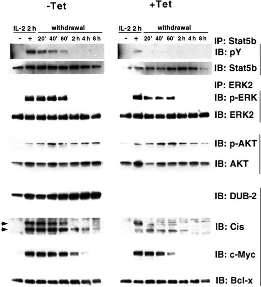 Fig. 3. DUB-2 enhances expression of STAT5-dependent genes. / Ba/F3β/tTA DUB-2 cells were grown with or without tetracycline for 48 hours, stimulated with IL-2 for 2 hours, and incubated in cytokine-free medium for the indicated times. Cells lysates were immunoprecipitated with anti-STAT5b or ERK2, and immunoblotted with antiphosphotyrosine (pY), antiphospho-ERK (p-ERK), anti-STAT5b, or anti-ERK2 antisera, as indicated. Whole cell lysates were also run and immunoblotted with antisera for phospho-AKT (p-AKT), AKT, DUB-2, Cis, c-Myc, and Bcl-x, as indicated.