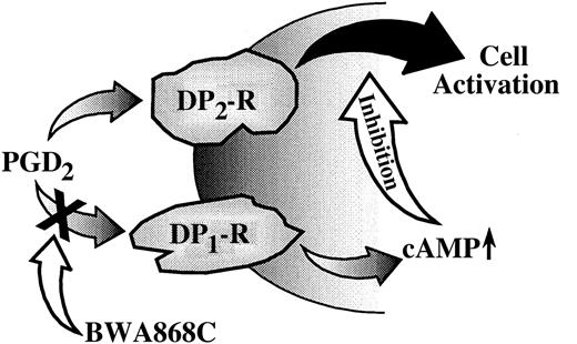 Fig. 9. Interaction of DP1 and DP2receptors in regulating eosinophil responses. / Stimulation of DP2 receptors by PGD2 leads to activation of eosinophils (CD11b expression), which is attenuated by simultaneous activation of DP1 receptors. Blockade of DP1 receptors with BWA868C removes this inhibitory effect and enhances PGD2-induced eosinophil activation.