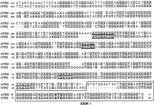 Fig. 1. DNA sequences of the promoter region of murine TfR2 aligned with those of human TfR2. / Identical residues are shaded. Sequences for exon 1 of murine TfR2 and human TfR2-α are encircled by a box. Putative GATA-1 and C/EBP sites are underlined and double-underlined, respectively. The murine TfR2 promoter sequence up to −1150 base is available in GenBank (accession number AF207742).