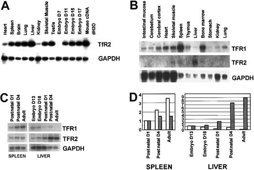 Fig. 3. Tissue distribution of murine TfR2. / (A) RT-PCR analyses. RT-PCR was performed with primers for murine TfR2 (32 cycles) as well as GAPDH (24 cycles). Mouse multiple cDNA panels were used as templates. Whole-mouse cDNA and dH2O were used as positive and negative controls, respectively (right 2 lanes). The products were subjected to electrophoresis, Southern blotting, hybridization with radiolabeled probes, and autoradiography. D indicates day. (B) Northern blot analysis of various murine tissues. Various murine tissues were prepared from C3H mice, and total RNA (5 μg/lane) was extracted and Northern blotted. (C) Expression profiles of TfR1 and TfR2 in the liver and spleen during development. Spleens and livers were excised from day 13 and day 18 embryos, from postnatal day 1 and day 4 mice, and adult mice. (B-C) Total RNA was extracted, and expression levels of TfR1, TfR2, and GAPDH were compared by Northern analysis. (D) Relative expression levels of TfRs in the liver and spleen during development are calculated by an image analyzer, standardized by the values of GAPDH, and shown as bar graphs (■, TfR1; , TfR2). The values of postnatal day 1 for spleen and day 13 embryo for liver are adjusted to 1.0.