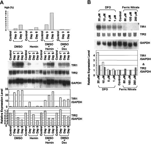 Fig. 4. Expression of TfR2 mRNA in MEL cells during erythrocytic differentiation and in response to iron status. / (A) Expression of TfR2 mRNA during differentiation of MEL cells. MEL cells were cultured in the presence of 2% DMSO, 75 μM hemin, 2% DMSO + 75 μM hemin, or 2% DMSO + 10−7 M dexamethasone (Dex) for 5 days. Upper panel shows the hemoglobin concentration in the cell lysates. Hemoglobin concentration was determined by the benzidine method and shown as a percentage of total cellular lysate. Lower panel shows the results of Northern blot analysis. Approximately 20 μg total RNA was loaded in each lane. The membrane was sequentially hybridized with32P-labeled murine TfR1, TfR2 (3′-part, 1.4 kb), and murine GAPDH cDNA probes. (B) Effects of cellular iron status on expression of murine Tf receptors in MEL cells. MEL cells were cultured with various concentrations of Fe2(NO3)3 or DFO for 2 days, and Northern blot analysis was performed. The membrane was sequentially hybridized with 32P-labeled murine TfR1, TfR2, and GAPDH cDNA probes. (A-B) Relative expression levels of TfRs are calculated by an image analyzer, standardized by the values of GAPDH, and shown as bar graphs (■, TfR1;, TfR2).