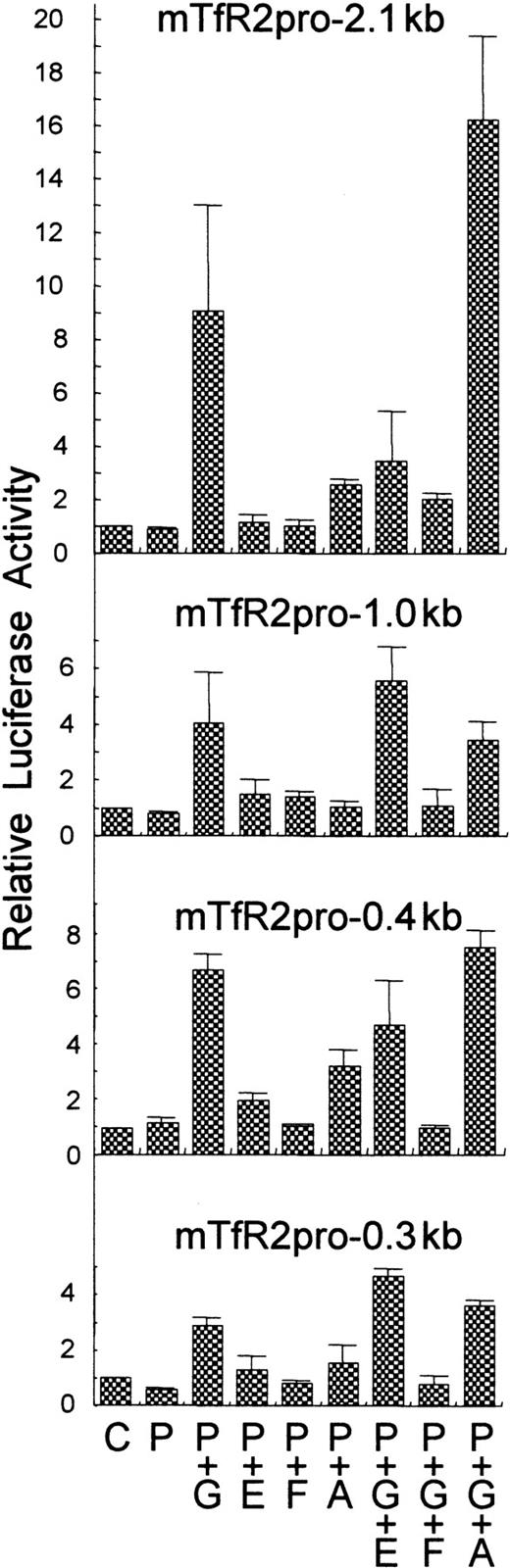 Fig. 5. Reporter assay for murine TfR2 promoter. / NIH-3T3 cells were transfected by Geneporter system (Gene Therapy Systems) with either empty pGL3-basic (C) or mTfR2 promoter reporter plasmids (P) pGL-mTfR2-pro-0.3 kb, -0.4 kb, -1.0 kb, or -2.1 kb together with expression plasmids for GATA-1 (G), FOG-1 (F), EKLF (E), and/or C/EBP-α (A). To normalize the transfection efficiency, pCMV · SPORT-β-Gal (Life Technologies) was cotransfected. Cells were harvested after 60 hours, and luciferase and β-galactosidase activities were measured with a luminometer and with the β-galactosidase Enzyme Assay System (Promega), respectively. Experiments were performed in triplicate and were repeated twice, with very similar results. Mean values of relative luciferase activities and SDs of a representative experiment are shown.